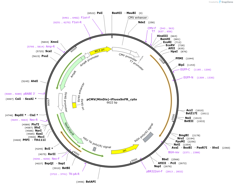 182817-plasmid-map-sequence-id-353959