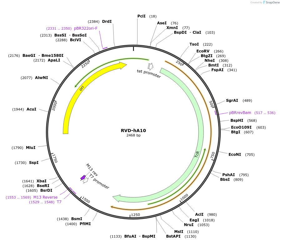 173282-plasmid-map-sequence-id-353996