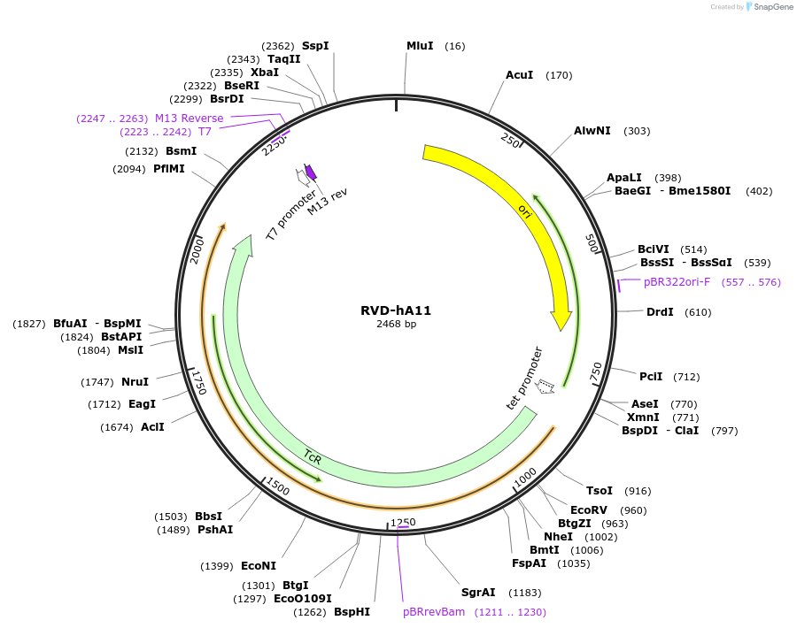 173283-plasmid-map-sequence-id-353999