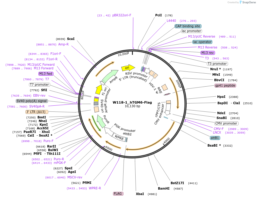 180411-plasmid-map-sequence-id-354005