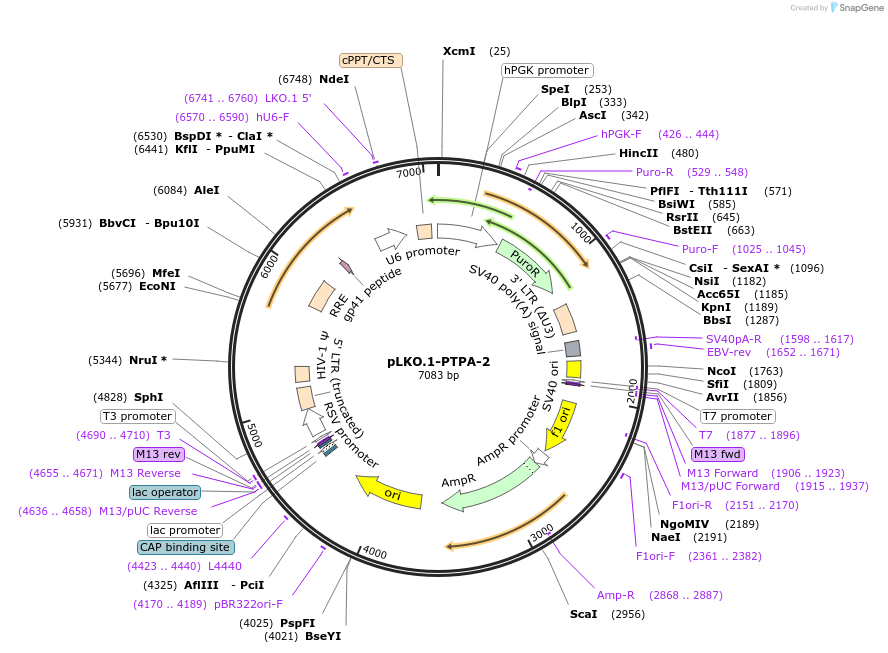 179369-plasmid-map-sequence-id-354030