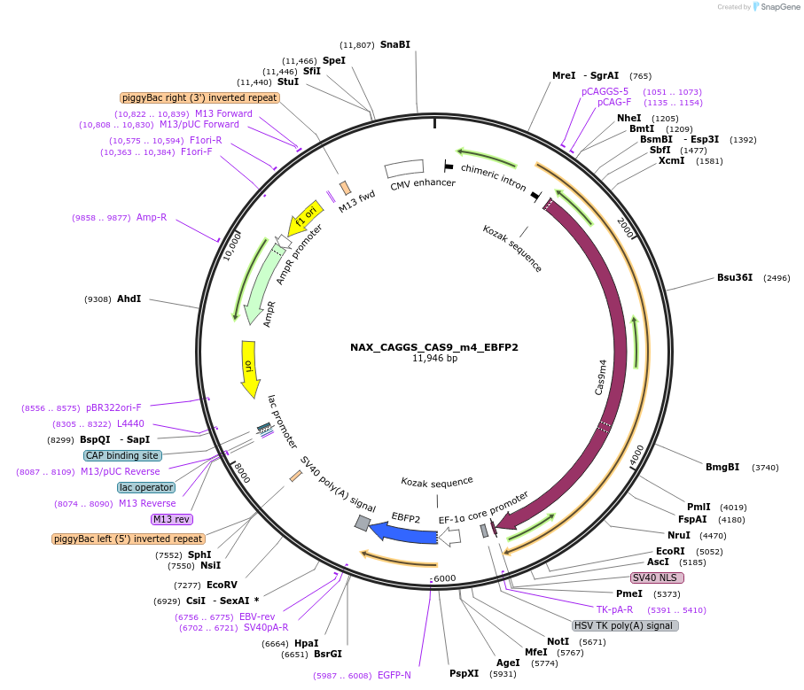 167865-plasmid-map-sequence-id-354051