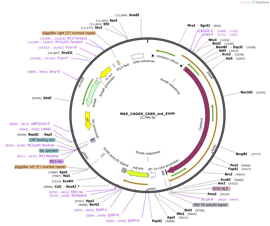 167866-plasmid-map-sequence-id-354053