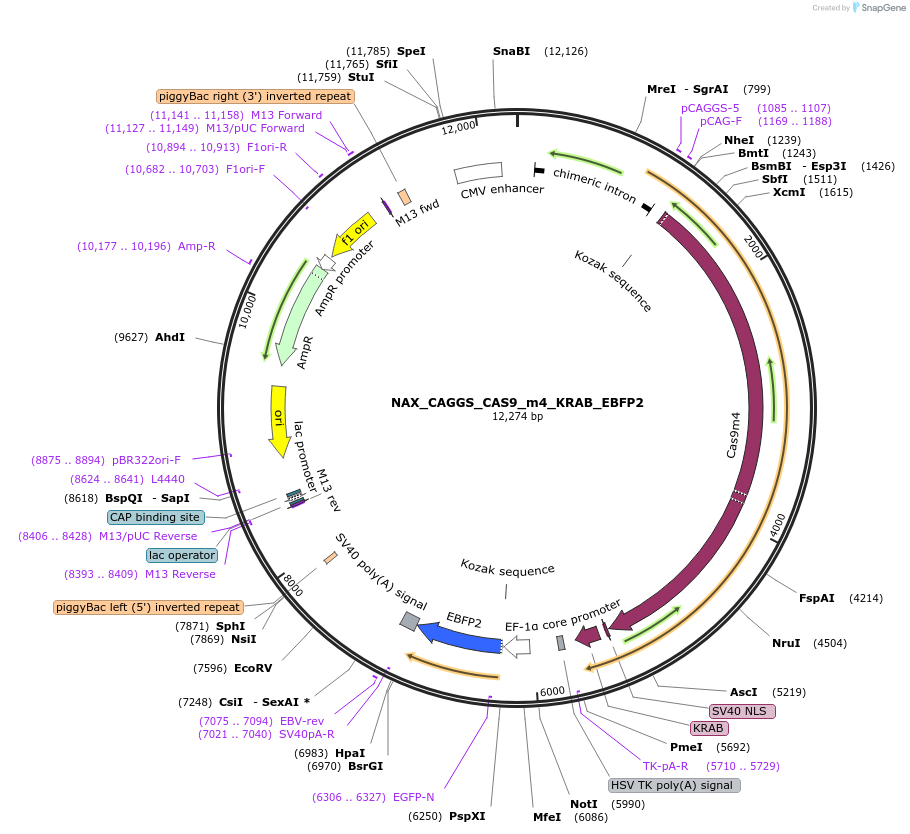 167873-plasmid-map-sequence-id-354081