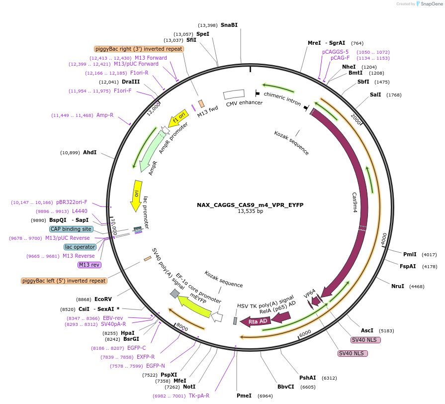 167882-plasmid-map-sequence-id-354093