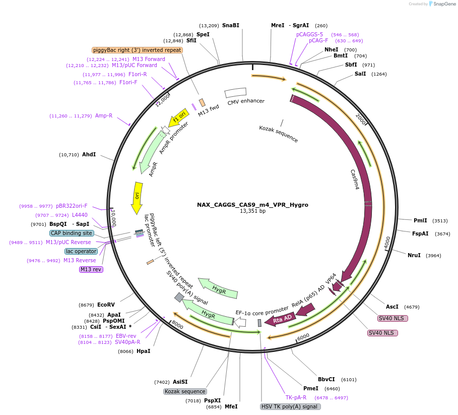 167883-plasmid-map-sequence-id-354094