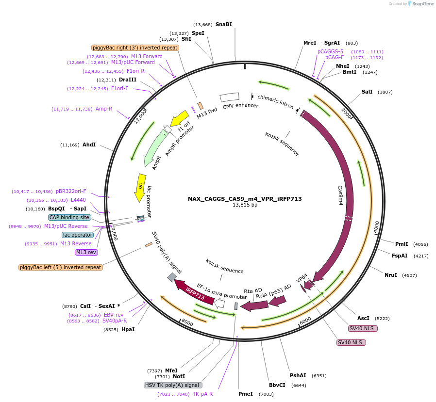 167884-plasmid-map-sequence-id-354095