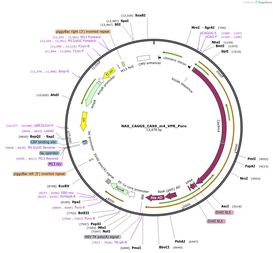 167887-plasmid-map-sequence-id-354097
