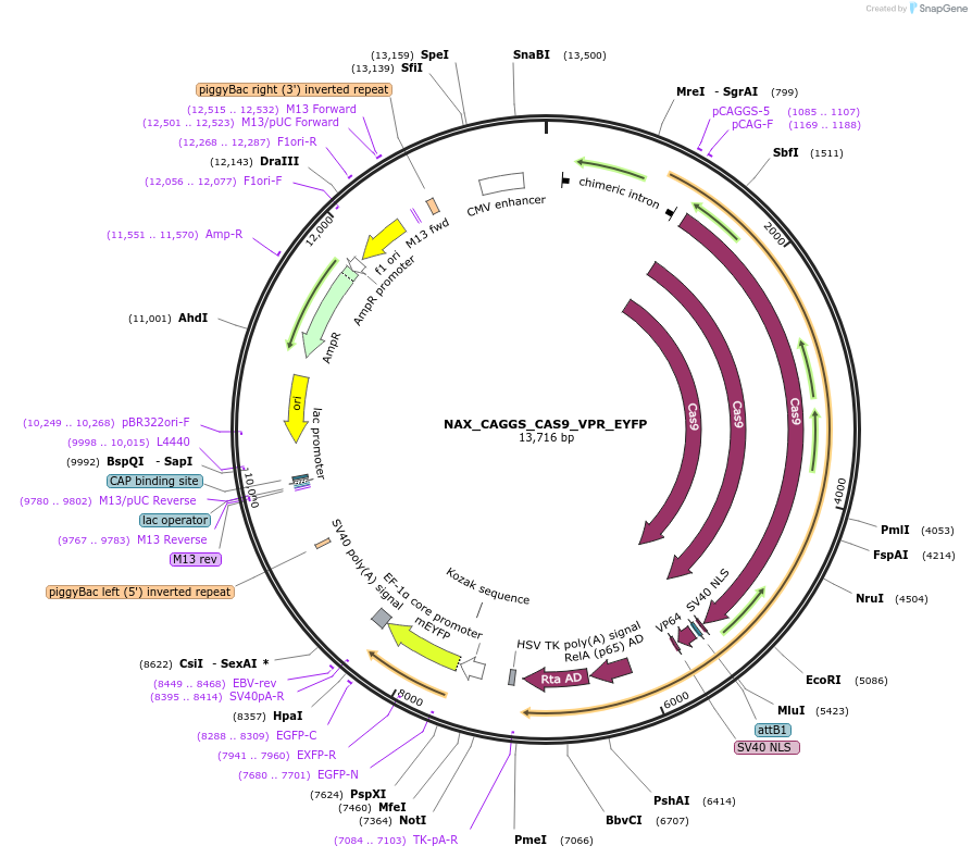 167890-plasmid-map-sequence-id-354102