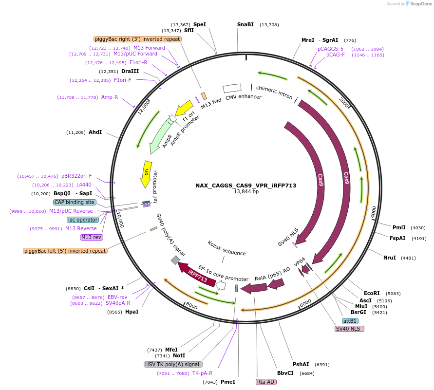 167892-plasmid-map-sequence-id-354105