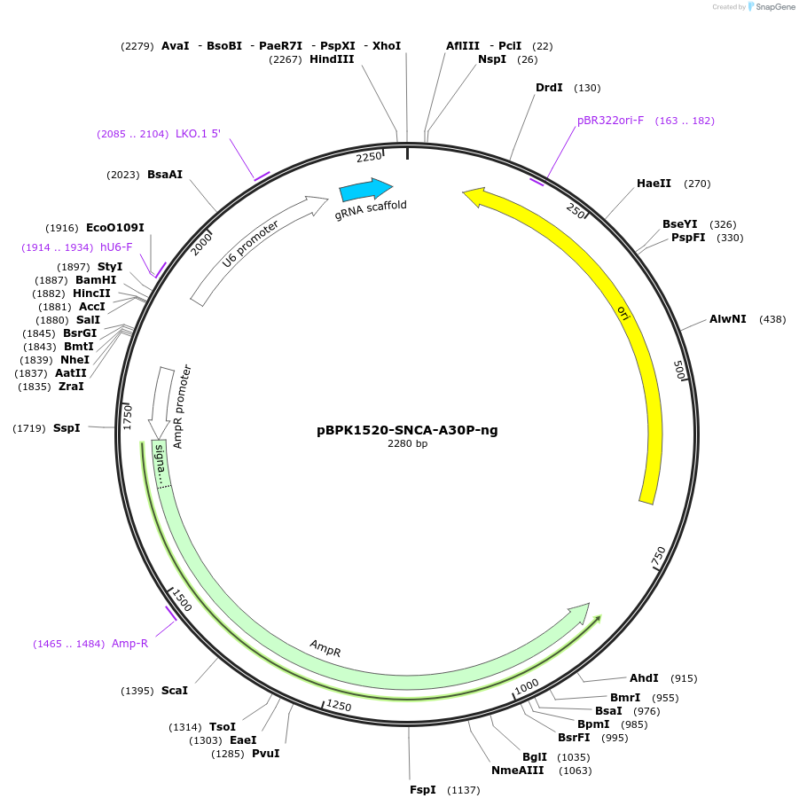 180018-plasmid-map-sequence-id-354116