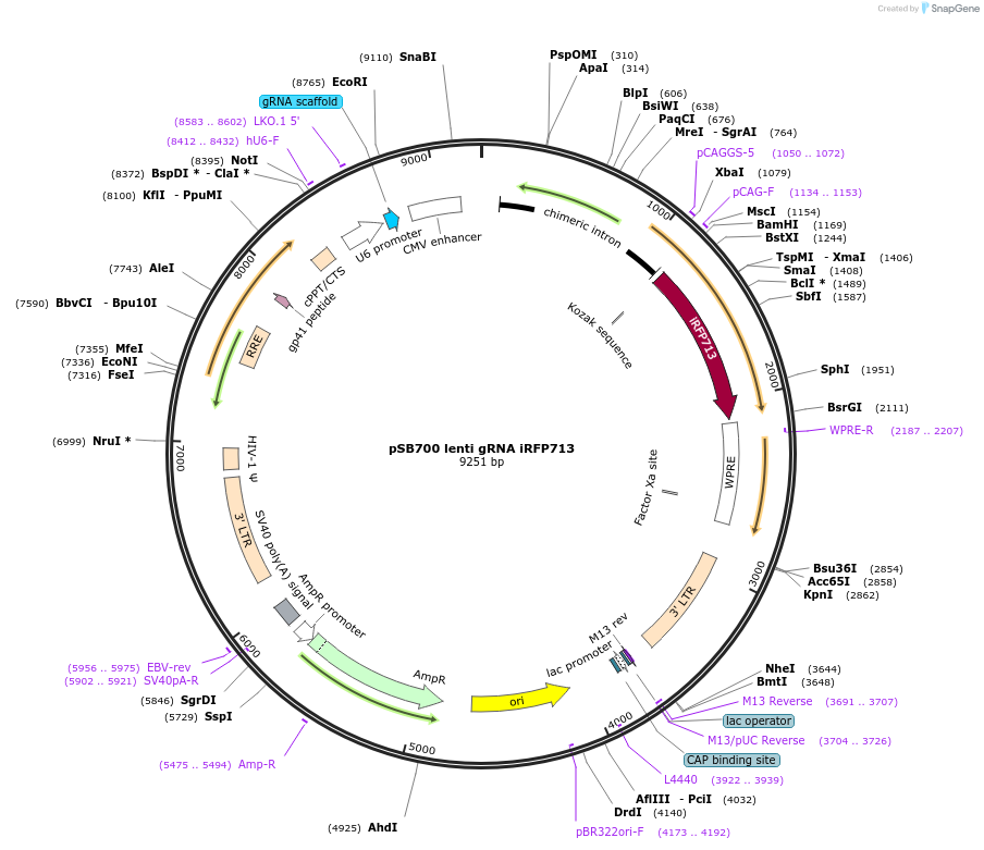 167908-plasmid-map-sequence-id-354119