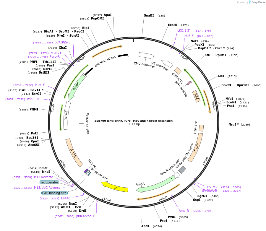 167927-plasmid-map-sequence-id-354127