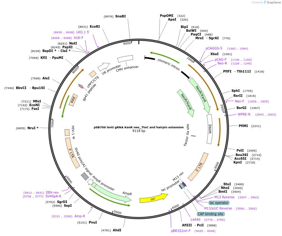 167925-plasmid-map-sequence-id-354128