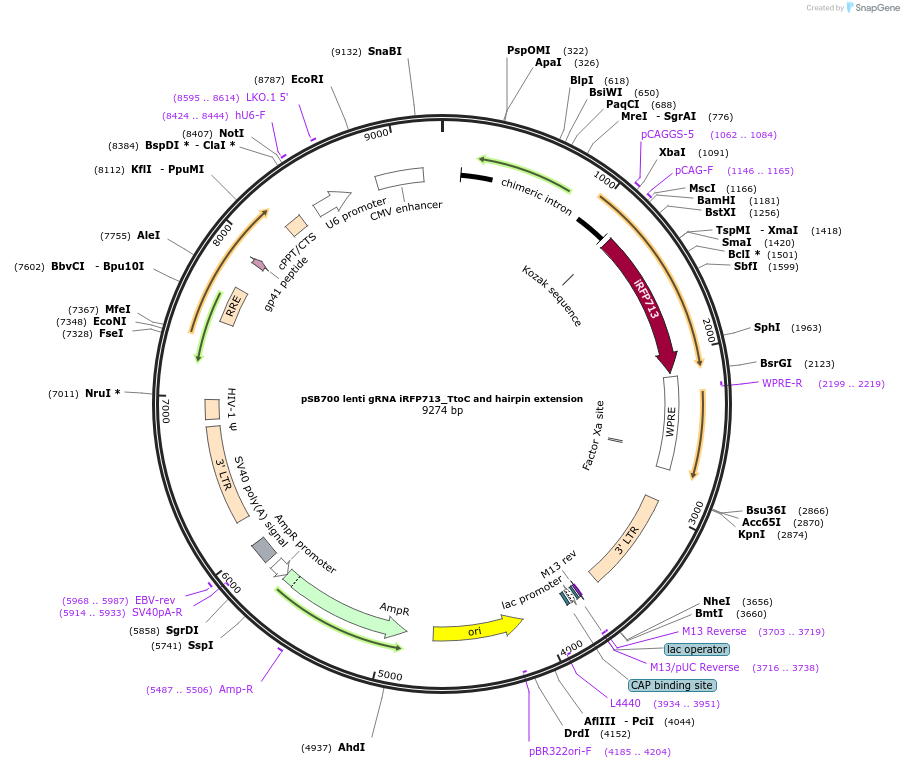 167924-plasmid-map-sequence-id-354129
