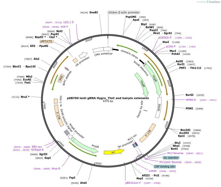 167923-plasmid-map-sequence-id-354131