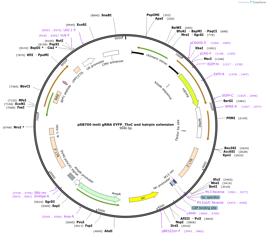 167922-plasmid-map-sequence-id-354132