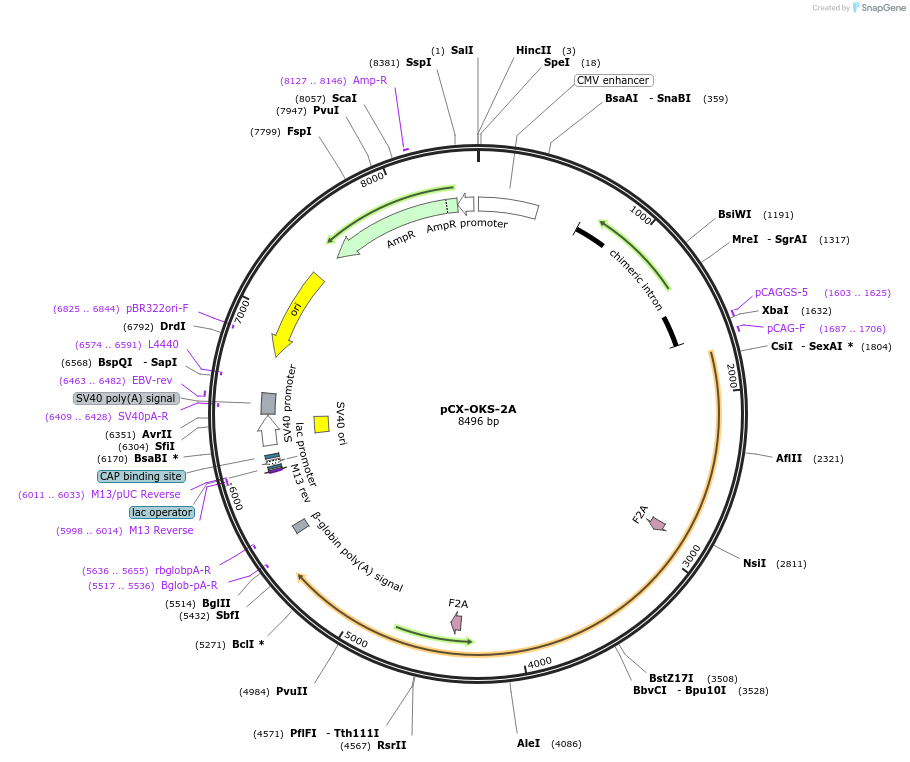 19771-plasmid-map-sequence-id-354143