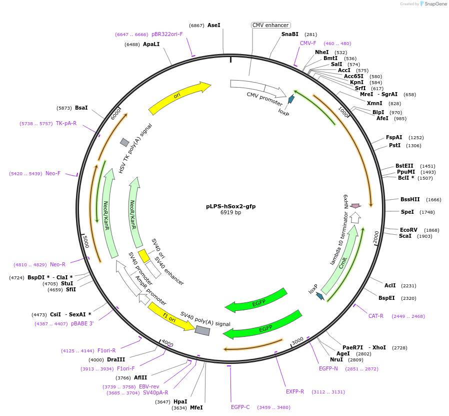 49390-plasmid-map-sequence-id-354145