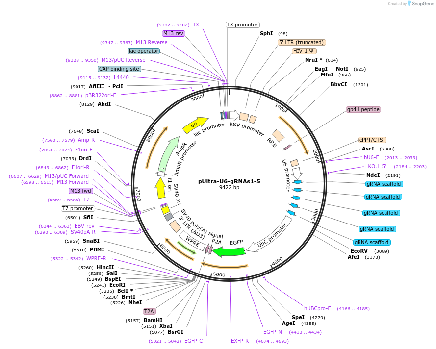 178569-plasmid-map-sequence-id-354241