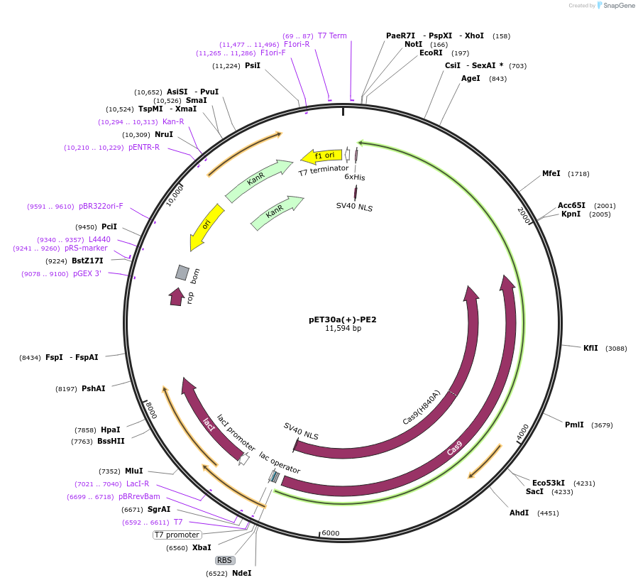 180015-plasmid-map-sequence-id-354242