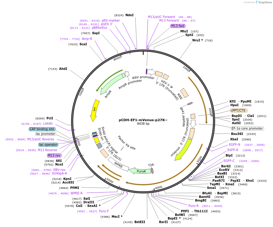 176651-plasmid-map-sequence-id-354255