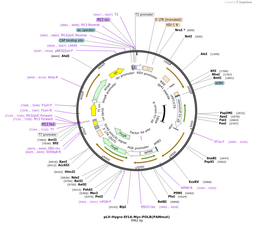 176150-plasmid-map-sequence-id-354258