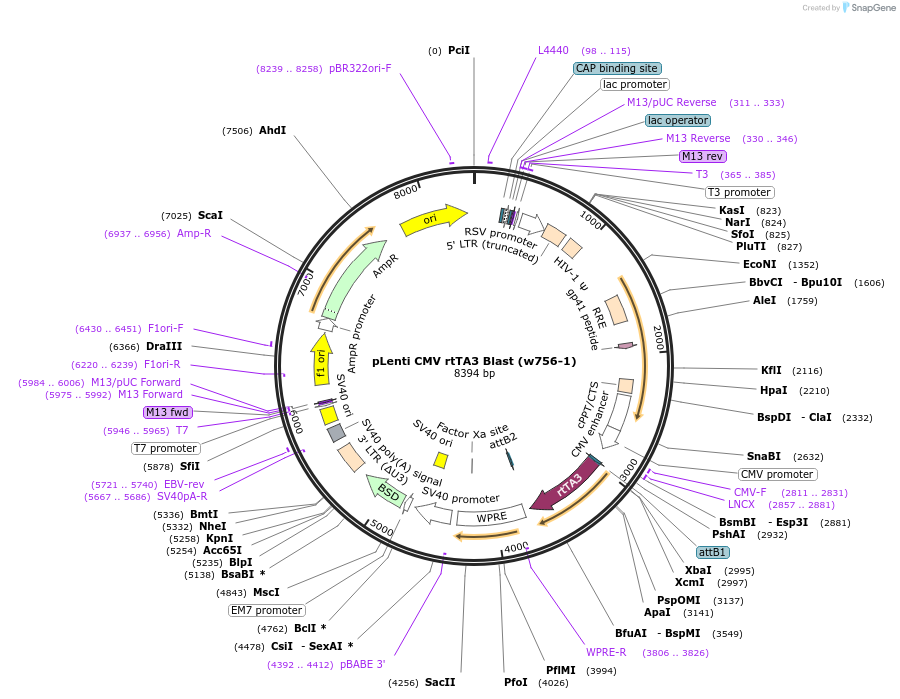 26429-plasmid-map-sequence-id-354259