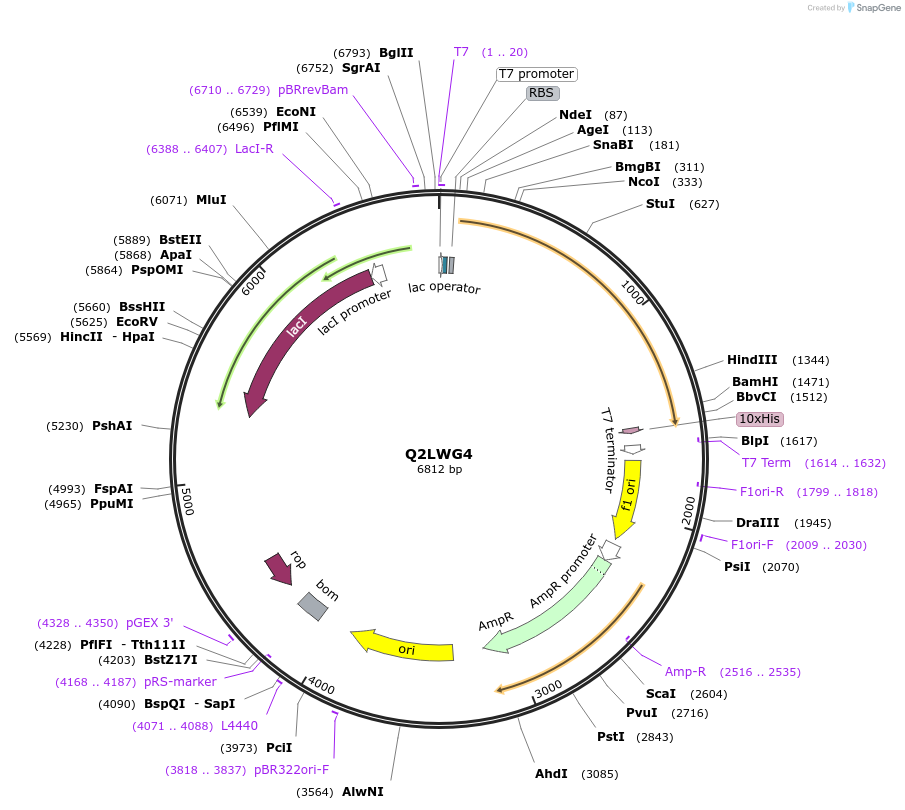 163201-plasmid-map-sequence-id-354275