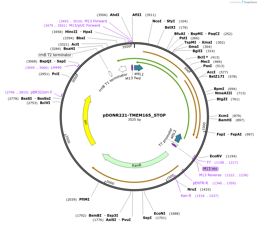 161438-plasmid-map-sequence-id-354276