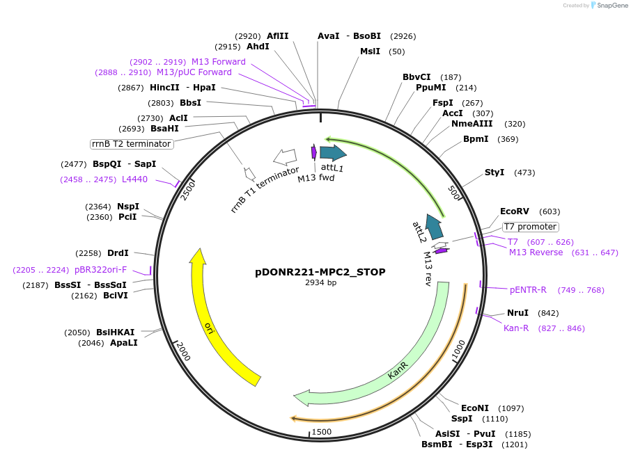 161096-plasmid-map-sequence-id-354277