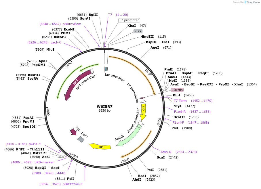 163295-plasmid-map-sequence-id-354279