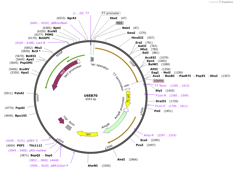 163293-plasmid-map-sequence-id-354281