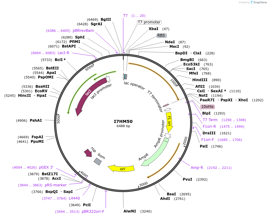 163281-plasmid-map-sequence-id-354282