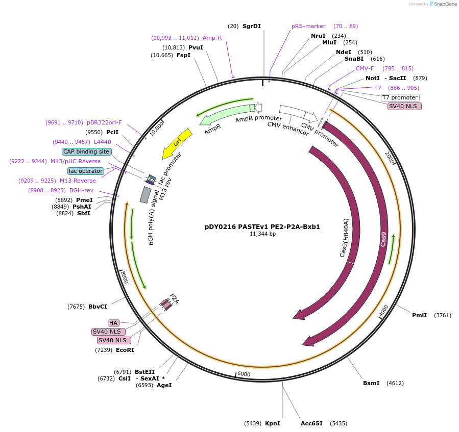 179104-plasmid-map-sequence-id-354286