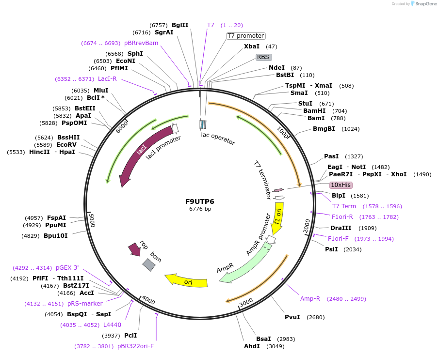 163277-plasmid-map-sequence-id-354296