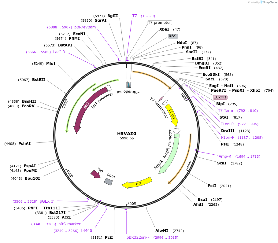 163280-plasmid-map-sequence-id-354297
