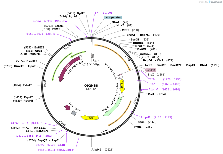 163289-plasmid-map-sequence-id-354298