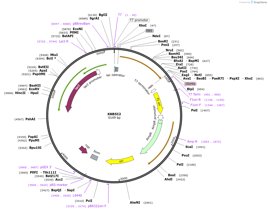 163301-plasmid-map-sequence-id-354299