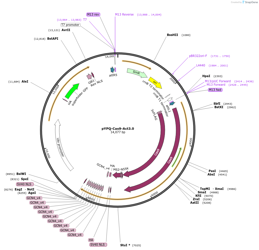 178954-plasmid-map-sequence-id-354300