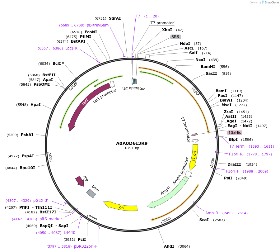 163258-plasmid-map-sequence-id-354301