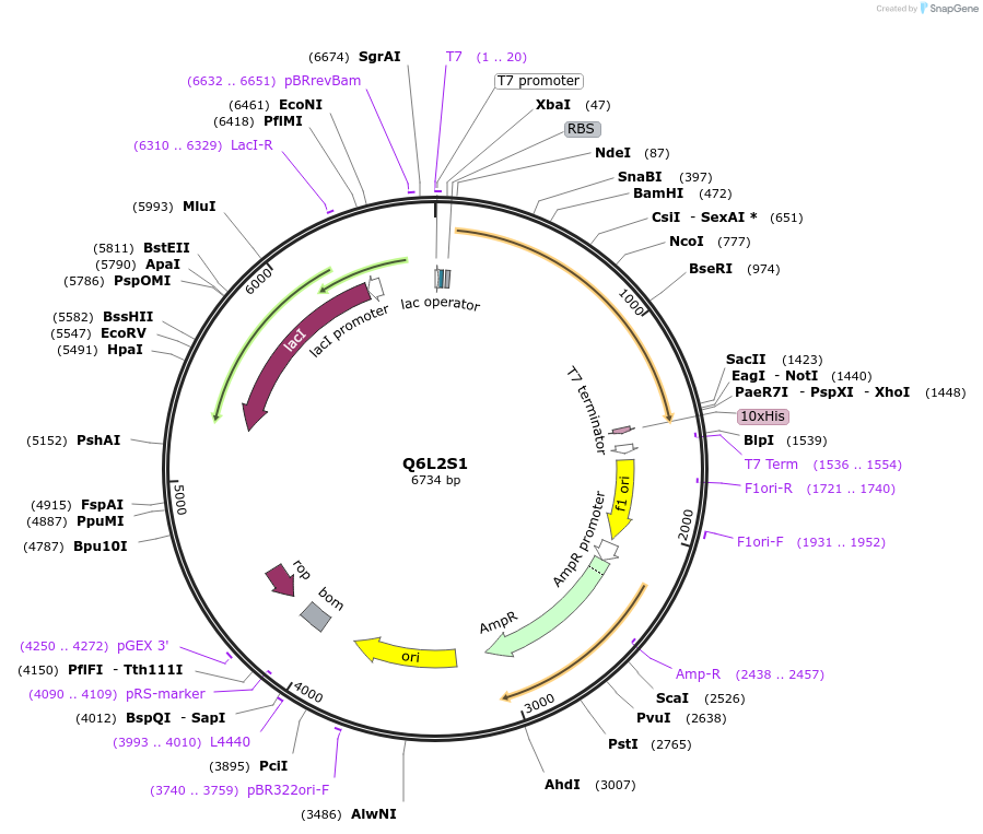163300-plasmid-map-sequence-id-354303