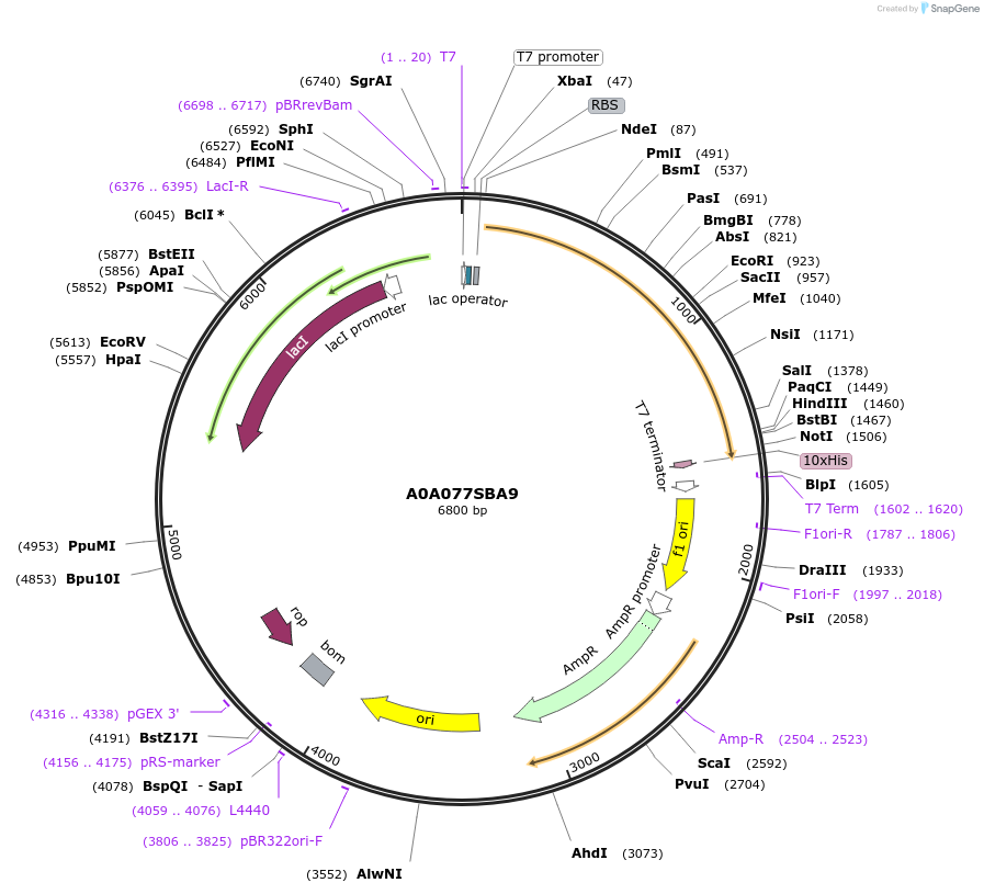 163255-plasmid-map-sequence-id-354304