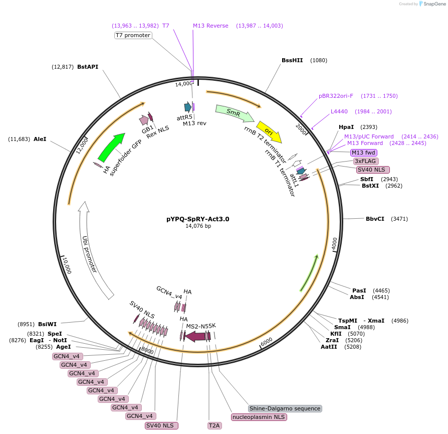 178957-plasmid-map-sequence-id-354306