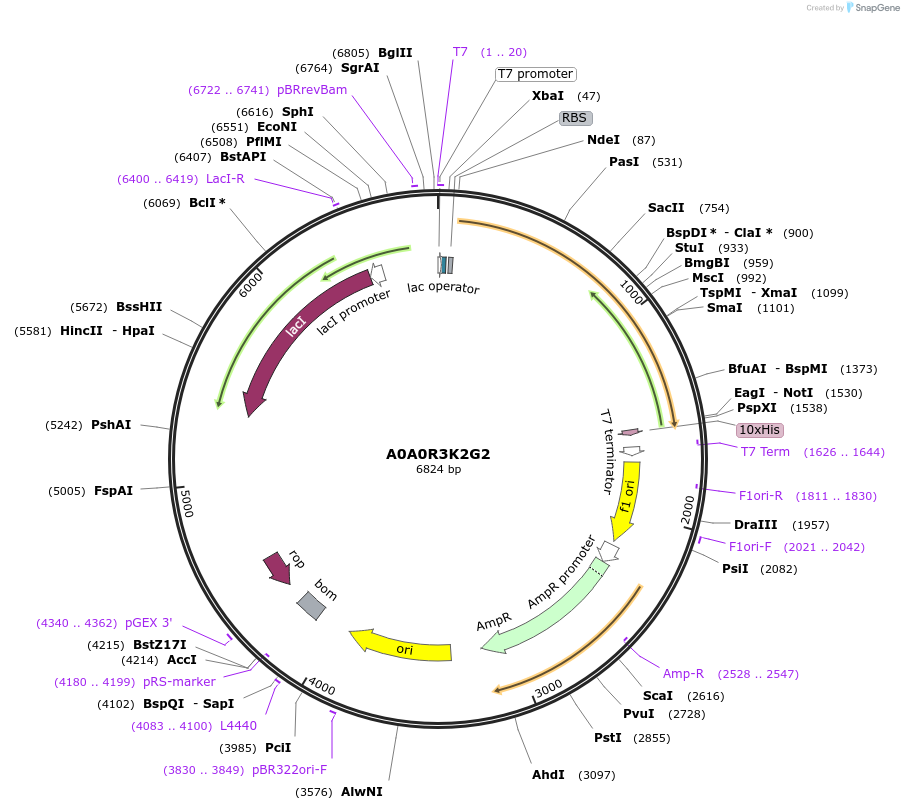163263-plasmid-map-sequence-id-354310