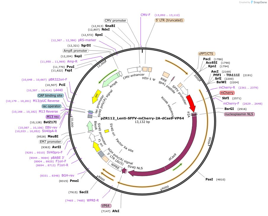 180263-plasmid-map-sequence-id-354313