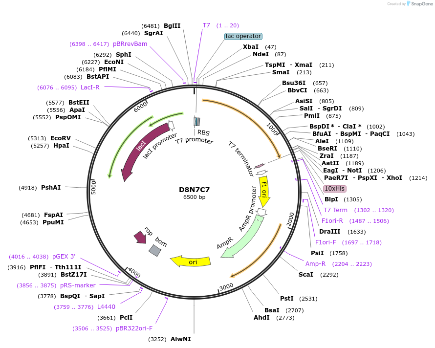 163274-plasmid-map-sequence-id-354315