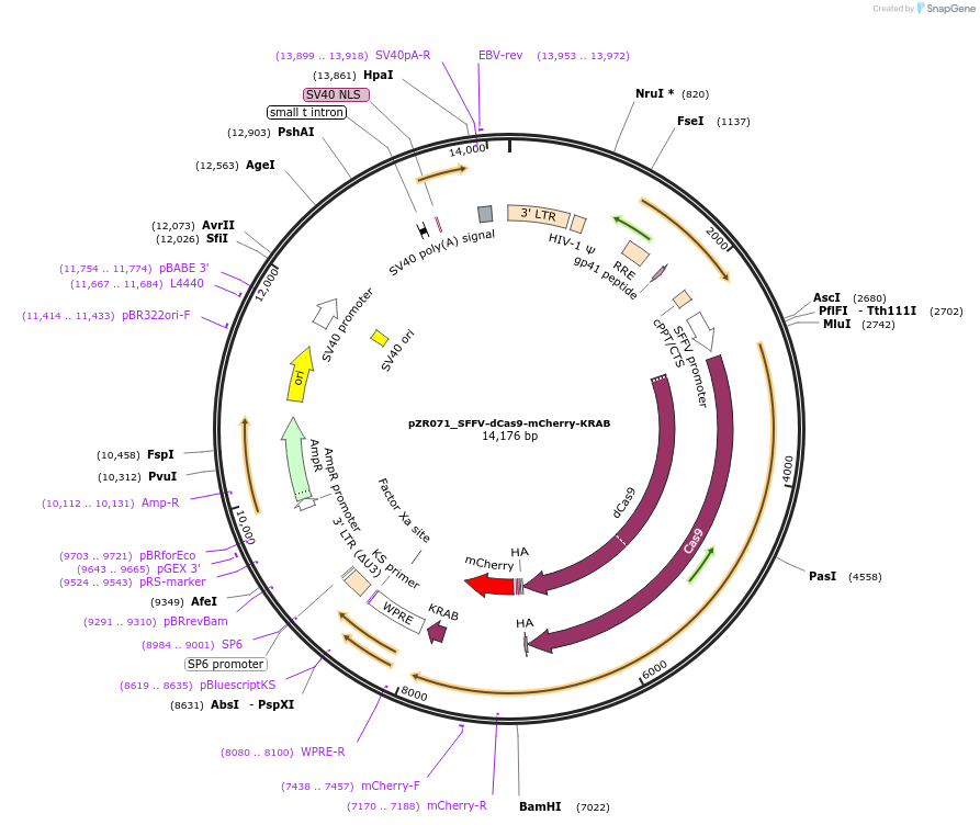 180264-plasmid-map-sequence-id-354320