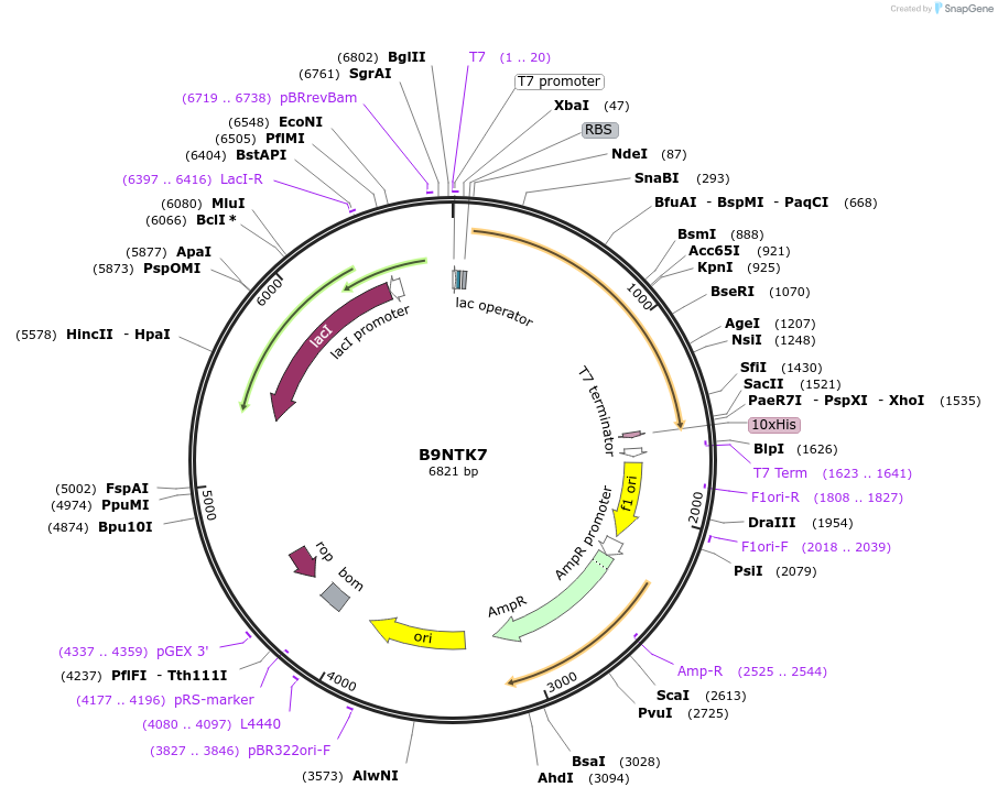 163271-plasmid-map-sequence-id-354321