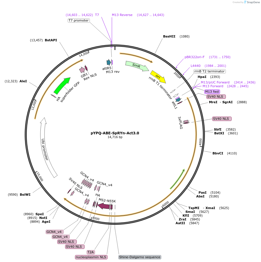 178959-plasmid-map-sequence-id-354322
